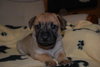 Max (Mater)
