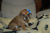 Maycee