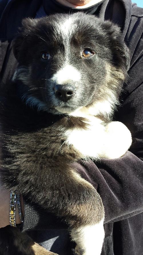 Bella