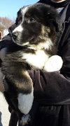 Bella