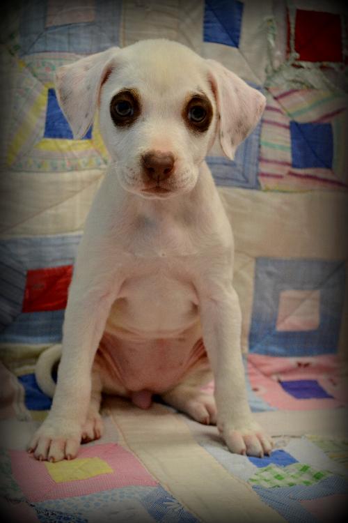 Roxie