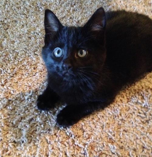 Coal