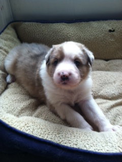 Oliver