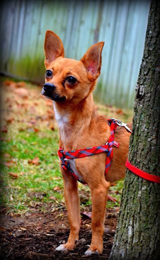 Prancer
