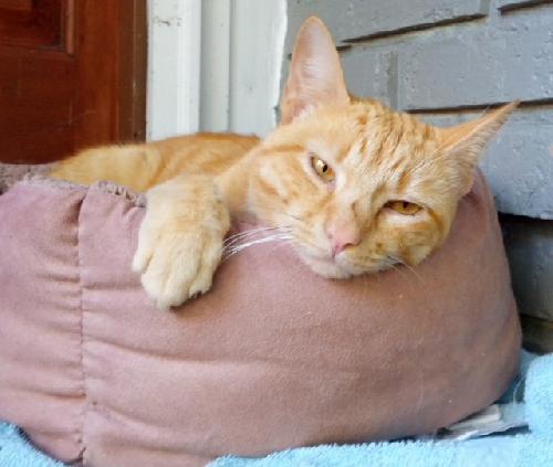 Oliver