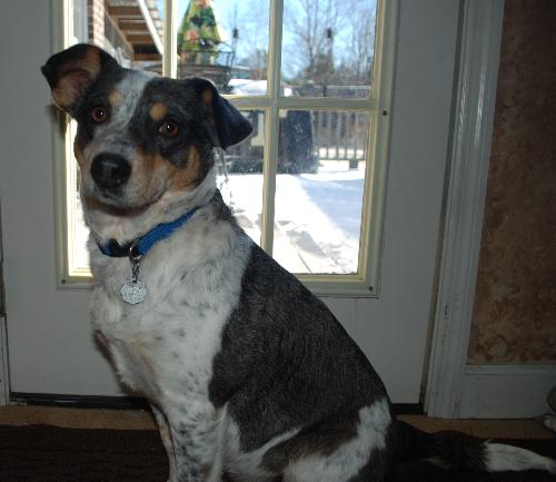 Dixie