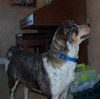 Dixie