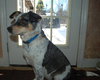 Dixie
