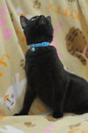 Baxter