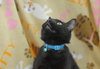Baxter
