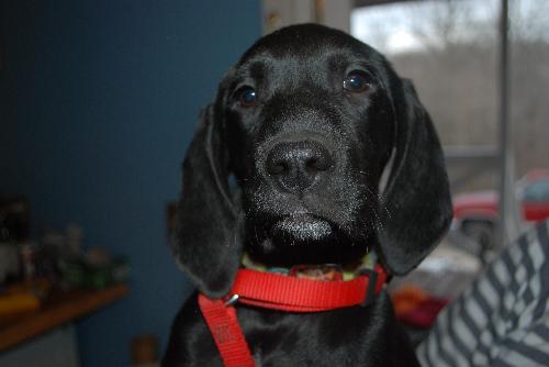 Dizzie