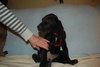 Dizzie