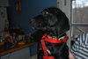 Dizzie
