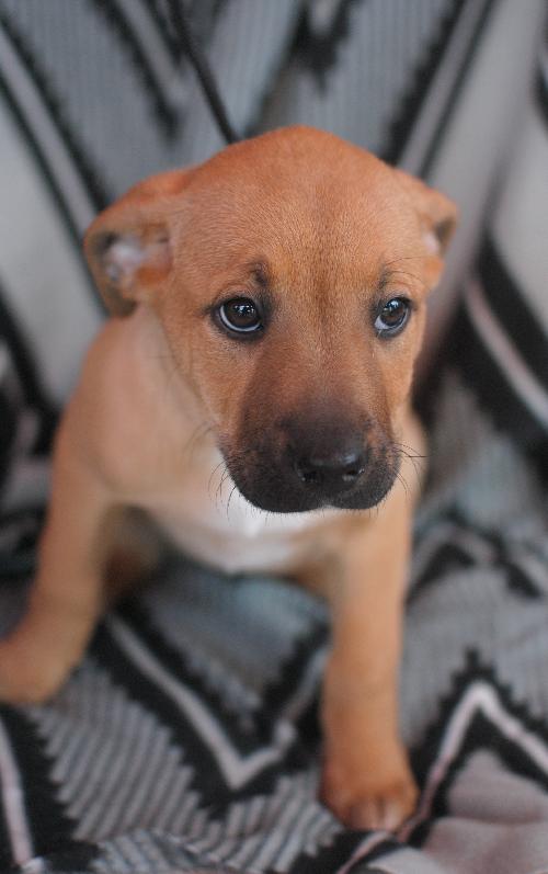 Gracie