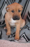 Gracie