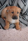 Gracie