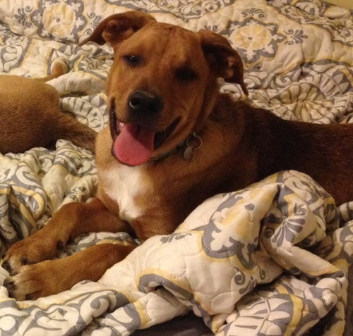 Buddy Bear