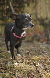 Pepper