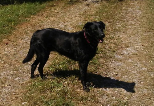 Peggy Sue