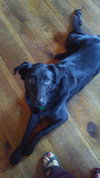 Peggy Sue