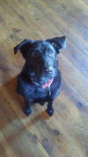 Peggy Sue
