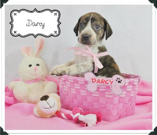 Darcy