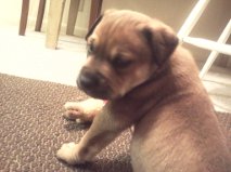 Samson