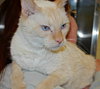 King Casper von Williamson