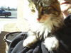 Sable