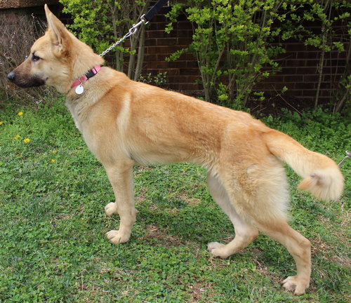 Meesha
