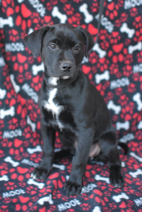 Piper