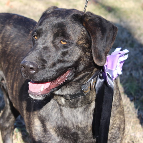 Clarabelle