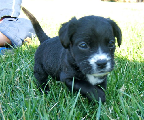 Buckley
