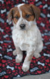 Tillie