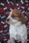 Tillie
