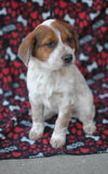 Tillie