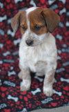 Tillie