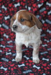 Tillie