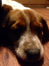 Tillie