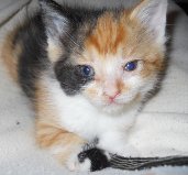 Phronsie Pepper