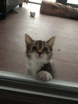 Mittens