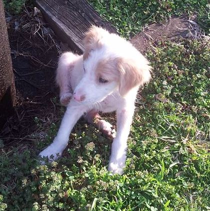 Jake