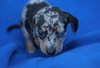 Gidget