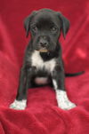 Tessie