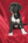 Tessie