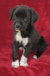 Tessie
