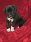 Tessie