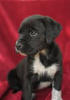 Tessie