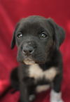 Tessie