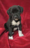 Tessie